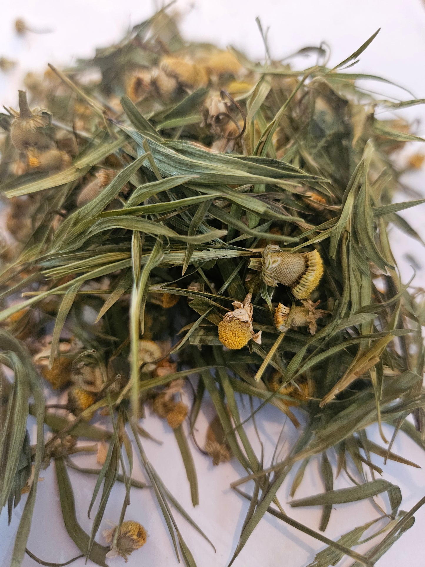 Egyptian Chamomile